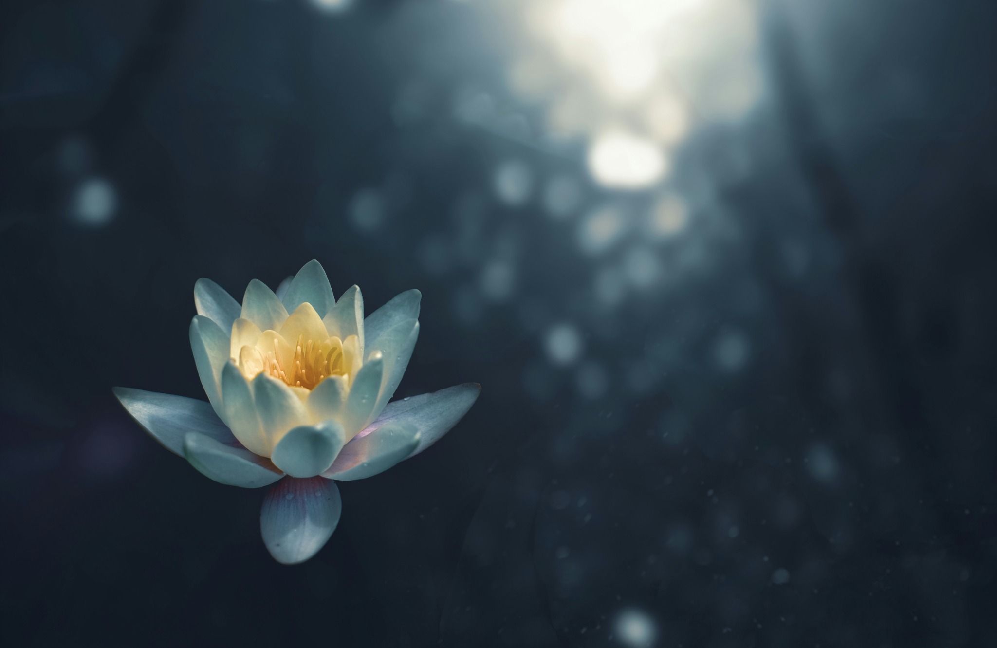穏やかな水面に浮かぶ蓮の花